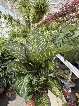 DIEFFENBACHIA MAROBA P21