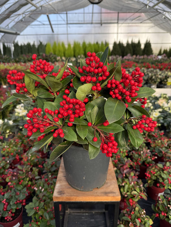 SKIMMIA OBSESSION P19