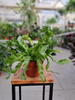 PAPROĆ ASPLENIUM HURRICANE P12