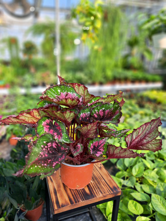 BEGONIA REX ALASKA CREEK P13