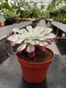 AEONIUM COPPER P10,5