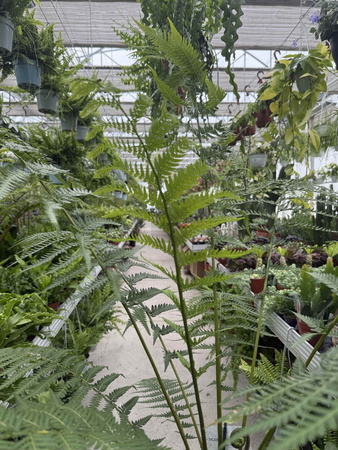 PAPROĆ DICKSONIA ANTARCTICA P24