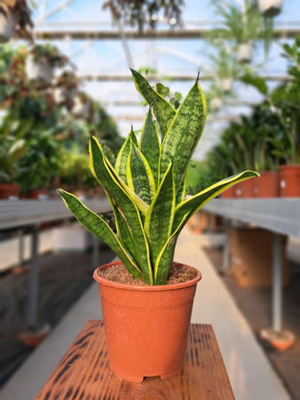 SANSEVERIA FUTURA SUPERBA P14