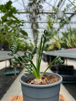 ALBUCA SPIRALUS 'FRIZZLE SIZZLE' P12