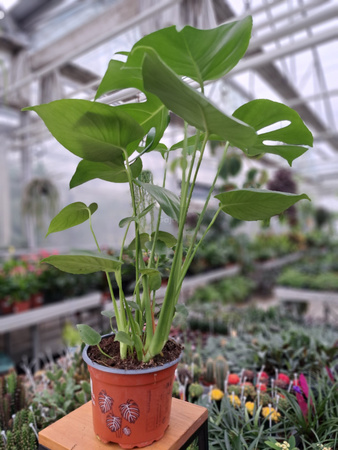 MONSTERA DELICIOSA P17