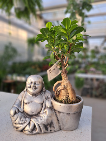 FICUS GINSENG W CERAMICZEJ OSŁONCE BUDDY 