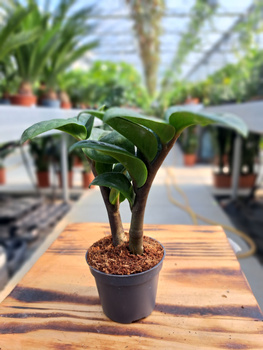 ZAMIOCULCAS ZAMIFOLIA 'ZAMICRO' P6