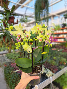 PHALENOPSIS MULTIFLORATYPES YELLOW P12