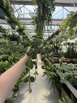 PEPEROMIA HOPE P9