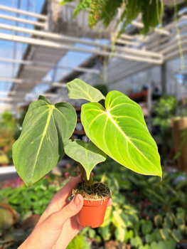 PHILODENDRON GLORIOSUM DARK P6