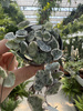 CEROPEGIA WOODI  VARIEGATA P6