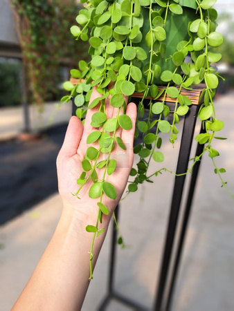 DISCHIDIA NUMULARIA OKRĄGŁOLISTNA P14