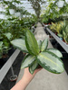 AGLAONEMA SILVER BLUE P12