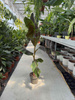 BANANOWIEC SIKKIMENSIS EVER RED P21