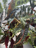 BEGONIA MACULATA  P17