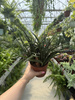 SANSEVIERIA FERNWOOD PUNK P12