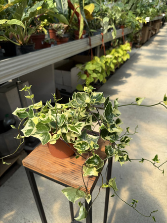 SENECIO VARIEGATUS P12