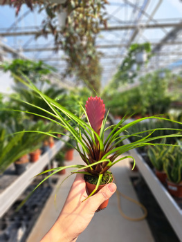 TILLANDSIA CYANEA ANITA P6