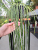 RHIPSALIS PARADOXA P15