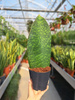 SANSEVIERIA MASONIANA WAVE FIN P10