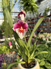 MILTONIOPSIS MIX P9