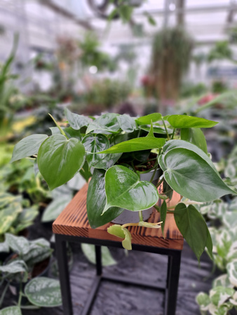 PHILODENDRON  SCANDENS P13