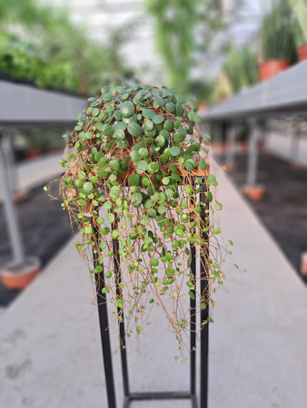 PEPEROMIA PAPPERSPOT  P11