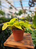PHILODENDRON SCANDENS MICANS LIME P12
