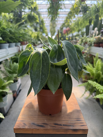 PEPEROMIA VANILLA P12