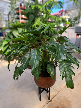 PHILODENDRON XANADU P21