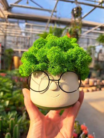 KOMPOZYCJA Z CHROBOTKA OKULARKI MAŁE ZIELONE