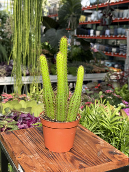 CACTUS CLEISTOCACTUS P9