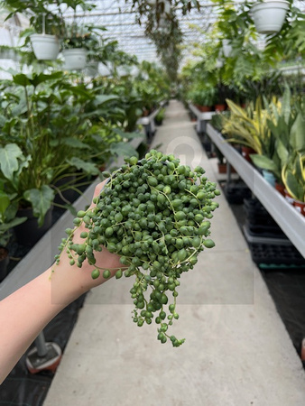 SENECIO ROWLEYA P10,5