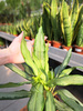 AGLAONEMA ZEBRA P12