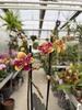 PHALENOPSIS LIMITED 53 P12