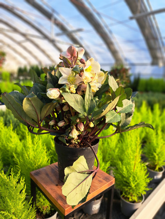 CIEMIERNIK MALORY P15