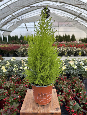 CYPRYSIK GOLDCREST WILMA 55 P14