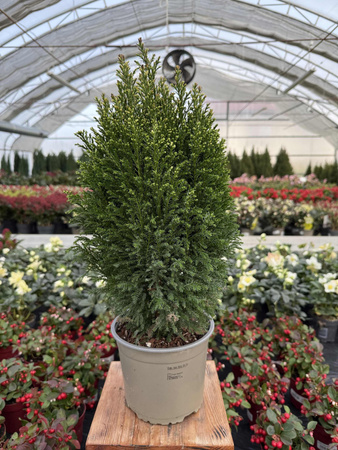 CYPRYSIK LAWSONA SNOW WHITE P17