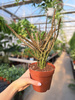 EUPHORBIA PLATYODIA P12