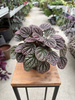 PEPEROMIA LUCINDA P12
