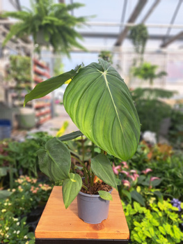 PHILODENDRON MCDOWEEL P10