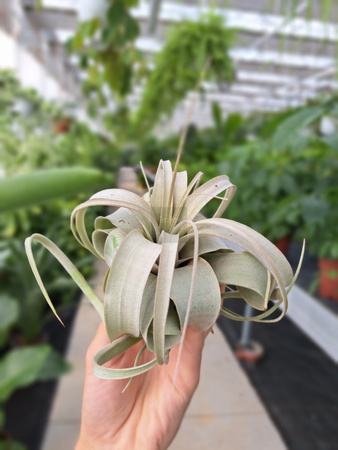 TILLANDSIA XEROGRAPHICA P8