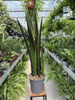 SANSEVIERIA BLACK GOLDEN P24
