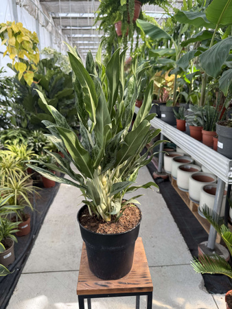 AGLAONEMA GREYHOUND P19