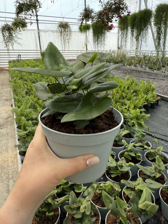 PAPROĆ HEMIONITIS ARIFOLIA P13