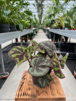 BEGONIA FOLIAGE MASONIANA ROCK P12