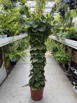 CISSUS ROTUNDIFOLIA P24