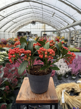 SKIMMIA TEMPTATION P15