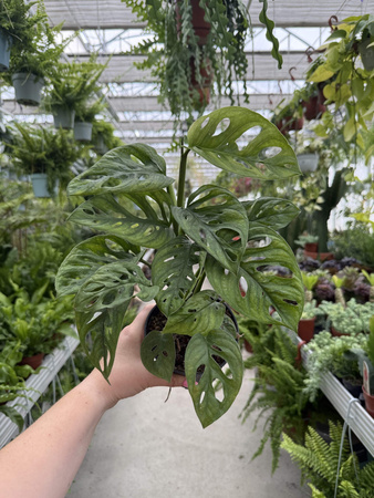 MONSTERA ADANSONII P11