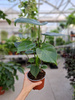 MONSTERA DELICIOSA P12